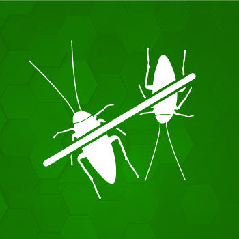 Kakerlaken und Schaben